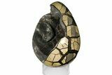 Bargain, Septarian Dragon Egg Geode - Removable Section #121276-3